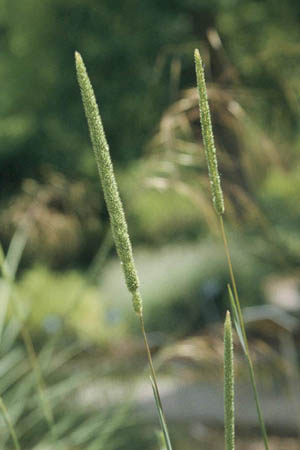Phleum pratense - phléole des prés - essentiel N°1 Phleum pratense - phléole des prés - essentiel N°1